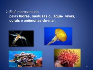  Está representado
pelas hidras, medusas ou água- vivas,
corais e anêmonas-do-mar.
28
 