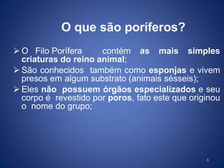  O Filo Porífera contém as mais simples
criaturas do reino animal;
 São conhecidos também como esponjas e vivem
presos em algum substrato (animais sésseis);
 Eles não possuem órgãos especializados e seu
corpo é revestido por poros, fato este que originou
o nome do grupo;
3
O que são poríferos?
 