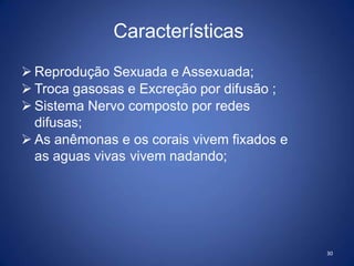30
 Reprodução Sexuada e Assexuada;
 Troca gasosas e Excreção por difusão ;
 Sistema Nervo composto por redes
difusas;
 As anêmonas e os corais vivem fixados e
as aguas vivas vivem nadando;
Características
 