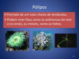 Pólipos
Formato de um tubo cheios de tentáculos.
Podem viver fixos como as anêmonas-do-mar
e os corais, ou móveis, como as hidras.
33
 