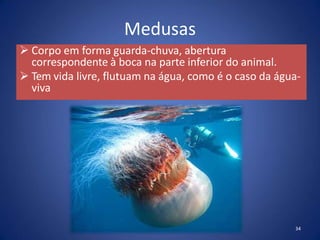 Medusas
 Corpo em forma guarda-chuva, abertura
correspondente à boca na parte inferior do animal.
 Tem vida livre, flutuam na água, como é o caso da água-
viva
34
 