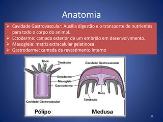 Anatomia
 Cavidade Gastrovascular: Auxilia digestão e o transporte de nutrientes
para todo o corpo do animal.
 Ectoderme: camada exterior de um embrião em desenvolvimento.
 Mesogleia: matriz extracelular gelatinosa
 Gastroderme: camada de revestimento interno
35
 