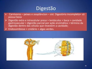 Digestão
 Carnívoros – peixes e zooplâncton – sist. Digestório incompleto= só
possui boca
 Digestão extra e intracelular presa > tentáculos > boca > cavidade
gastrovascular > digestão parcial por ação enzimática > término da
digestão dentro das células que revestem a cavidade;
 Endossimbiose = cnidário + algas verdes.
36
 