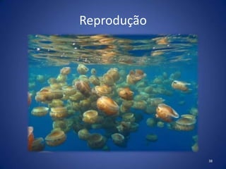 Reprodução
38
 