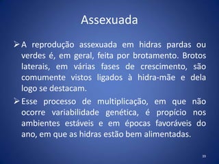 Assexuada
39
A reprodução assexuada em hidras pardas ou
verdes é, em geral, feita por brotamento. Brotos
laterais, em várias fases de crescimento, são
comumente vistos ligados à hidra-mãe e dela
logo se destacam.
Esse processo de multiplicação, em que não
ocorre variabilidade genética, é propício nos
ambientes estáveis e em épocas favoráveis do
ano, em que as hidras estão bem alimentadas.
 