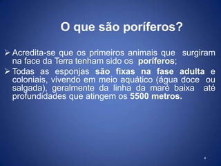  Acredita-se que os primeiros animais que surgiram
na face da Terra tenham sido os poríferos;
 Todas as esponjas são fixas na fase adulta e
coloniais, vivendo em meio aquático (água doce ou
salgada), geralmente da linha da maré baixa até
profundidades que atingem os 5500 metros.
4
O que são poríferos?
 