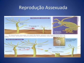 Reprodução Assexuada
 