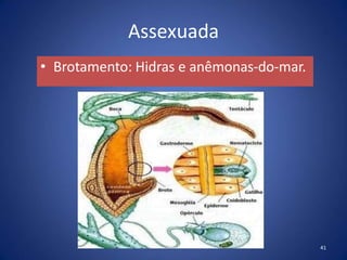 Assexuada
• Brotamento: Hidras e anêmonas-do-mar.
41
 