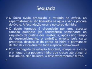 Sexuada
42
 O único óvulo produzido é retirado do ovário. Os
espermatozóides são liberados na água e vão a procura
do óvulo. A fecundação ocorre no corpo da hidra.
 O zigoto formado é circundado por uma espessa
camada quitinosa (de consistência semelhante ao
esqueleto de quitina dos insetos) e, após certo tempo
de desenvolvimento, o embrião, envolto pela casca
protetora, destaca-se do corpo da hidra e permanece
dentro da casca durante toda a época desfavorável.
 Com a chegada da estação favorável, rompe-se a casca
e emerge uma pequena hidra que cresce até atingir a
fase adulta. Não há larva. O desenvolvimento é direto.
•
 