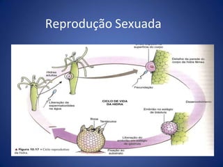 Reprodução Sexuada
 