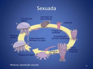 Sexuada
41
Medusas, reprodução sexuada
 