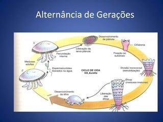 Alternância de Gerações
 