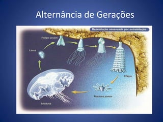 Alternância de Gerações
 