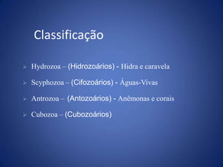 Classificação
 Hydrozoa – (Hidrozoários) - Hidra e caravela
 Scyphozoa – (Cifozoários) - Águas-Vivas
 Antrozoa – (Antozoários) - Anêmonas e corais
 Cubozoa – (Cubozoários)
 