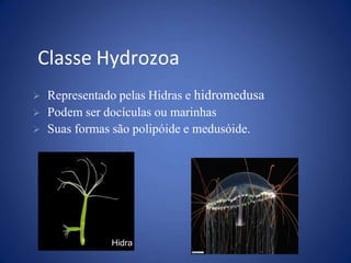 Classe Hydrozoa
Hidra
 Representado pelas Hidras e hidromedusa
 Podem ser docículas ou marinhas
 Suas formas são polipóide e medusóide.
 