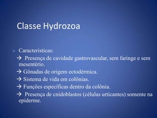  Caracteristicas:
 Presença de cavidade gastrovascular, sem faringe e sem
mesentério.
 Gônadas de origem ectodérmica.
 Sistema de vida em colônias.
 Funções específicas dentro da colônia.
 Presença de cnidoblastos (células urticantes) somente na
epiderme.
Classe Hydrozoa
 