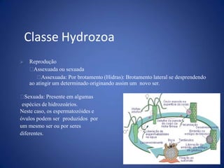  Reprodução
Assexuada ou sexuada
Assexuada: Por brotamento (Hidras): Brotamento lateral se desprendendo
ao atingir um determinado originando assim um novo ser.
Sexuada: Presente em algumas
espécies de hidrozoários.
Neste caso, os espermatozóides e
óvulos podem ser produzidos por
um mesmo ser ou por seres
diferentes.
Classe Hydrozoa
 