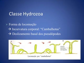  Forma de locomoção
 Incurvatura corporal: “Cambalhotas”
 Deslizamento basal dos pseudópodes
Classe Hydrozoa
 