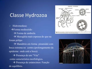  Hidromedusa:
Forma medusóide:
 Forma de umbrela
 Mesogléia mais espessa do que na
foram pólipo
 Manúbrio em forma piramidal com
boca extrema no centro.(prolongamento da
epiderme onde está a boca).
 Presença de um “Véu”
como característica morfológica.
 Presença de estatocistos: Função
de equilíbrio.
Classe Hydrozoa
 