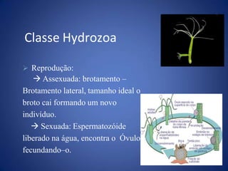  Reprodução:
 Assexuada: brotamento –
Brotamento lateral, tamanho ideal o
broto cai formando um novo
indivíduo.
 Sexuada: Espermatozóide
liberado na água, encontra o Óvulo
fecundando–o.
Classe Hydrozoa
 