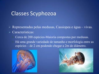 Classes Scyphozoa
 Representadas pelas medusas, Cassiopea e água – vivas.
 Características:
 Cerca de 200 espécies-Maioria compostas por medusas.
 Há uma grande variedade de tamanho e morfologia entre as
espécies – de 2 cm podendo chegar a 2m de diâmetro.
 
