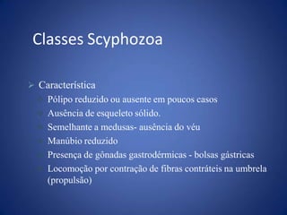  Característica
 Pólipo reduzido ou ausente em poucos casos
 Ausência de esqueleto sólido.
 Semelhante a medusas- ausência do véu
 Manúbio reduzido
 Presença de gônadas gastrodérmicas - bolsas gástricas
 Locomoção por contração de fibras contráteis na umbrela
(propulsão)
Classes Scyphozoa
 