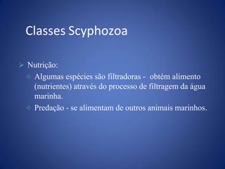  Nutrição:
 Algumas espécies são filtradoras - obtém alimento
(nutrientes) através do processo de filtragem da água
marinha.
 Predação - se alimentam de outros animais marinhos.
Classes Scyphozoa
 