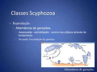  Reprodução
 Alternância de gerações.
 Assexuada - estrobilação: ocorre nos pólipos através de
brotamento.
 Sexuada: Fecundação de gametas
Alternância de gerações
Classes Scyphozoa
 