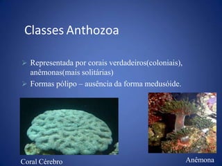 Classes Anthozoa
 Representada por corais verdadeiros(coloniais),
anêmonas(mais solitárias)
 Formas pólipo – ausência da forma medusóide.
Coral Cérebro Anêmona
 