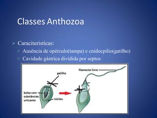  Caraciteristicas:
 Ausência de opérculo(tampa) e cnidocpilio(gatilho)
 Cavidade gástrica dividida por septos
Classes Anthozoa
 