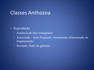  Reprodução
 Ausência da fase metagênese
 Assexuada – mais freqüente: brotamento, dilasseração ou
fragmentação.
 Sexuada: fusão de gametas.
Classes Anthozoa
 