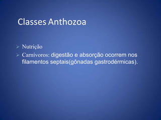  Nutrição
 Carnívoros: digestão e absorção ocorrem nos
filamentos septais(gônadas gastrodérmicas).
Classes Anthozoa
 