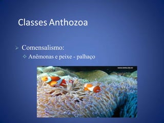  Comensalismo:
 Anêmonas e peixe - palhaço
Classes Anthozoa
 