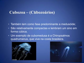 • Também tem como fase predominante a medusóide;
• São relativamente compactas e lembram um sino em
forma cúbica.
• Um exemplo de cubomedusa é a Chiropsalmos
quadrumanus, que vive na costa brasileira.
Cubozoa – (Cubozoários)
 