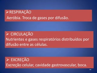 RESPIRAÇÃO
Aeróbia. Troca de gases por difusão.
64
 CIRCULAÇÃO
Nutrientes e gases respiratórios distribuídos por
difusão entre as células.
 EXCREÇÃO
Excreção celular, cavidade gastrovascular, boca.
 