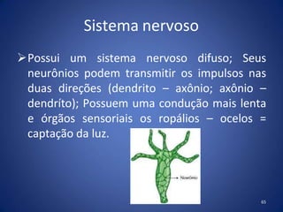 Sistema nervoso
Possui um sistema nervoso difuso; Seus
neurônios podem transmitir os impulsos nas
duas direções (dendrito – axônio; axônio –
dendríto); Possuem uma condução mais lenta
e órgãos sensoriais os ropálios – ocelos =
captação da luz.
65
 