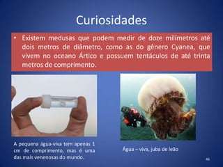 Curiosidades
• Existem medusas que podem medir de doze milímetros até
dois metros de diâmetro, como as do gênero Cyanea, que
vivem no oceano Ártico e possuem tentáculos de até trinta
metros de comprimento.
46
A pequena água-viva tem apenas 1
cm de comprimento, mas é uma
das mais venenosas do mundo.
Água – viva, juba de leão
 