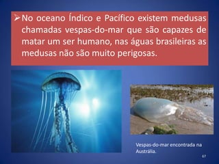 No oceano Índico e Pacífico existem medusas
chamadas vespas-do-mar que são capazes de
matar um ser humano, nas águas brasileiras as
medusas não são muito perigosas.
Vespas-do-mar encontrada na
Austrália.
67
 