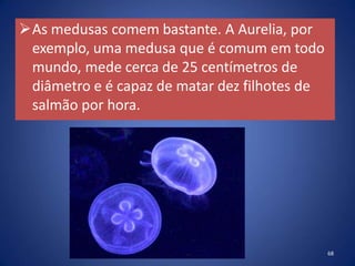 As medusas comem bastante. A Aurelia, por
exemplo, uma medusa que é comum em todo
mundo, mede cerca de 25 centímetros de
diâmetro e é capaz de matar dez filhotes de
salmão por hora.
68
 
