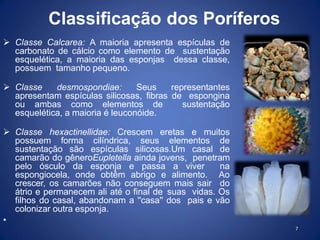 Classificação dos Poríferos
 Classe Calcarea: A maioria apresenta espículas de
carbonato de cálcio como elemento de sustentação
esquelética, a maioria das esponjas dessa classe,
possuem tamanho pequeno.
 Classe desmospondiae: Seus representantes
apresentam espículas silicosas, fibras de espongina
ou ambas como elementos de sustentação
esquelética, a maioria é leuconóide.
 Classe hexactinellidae: Crescem eretas e muitos
possuem forma cilíndrica, seus elementos de
sustentação são espículas silicosas.Um casal de
camarão do gêneroEupletella ainda jovens, penetram
pelo ósculo da esponja e passa a viver na
espongiocela, onde obtêm abrigo e alimento. Ao
crescer, os camarões não conseguem mais sair do
átrio e permanecem ali até o final de suas vidas. Os
filhos do casal, abandonam a ''casa'' dos pais e vão
colonizar outra esponja.
•
7
 