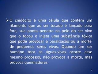 O cnidócito é uma célula que contém um
filamento que ao ser tocado é lançado para
fora, sua ponta penetra na pele do ser vivo
que o tocou e injeta uma substância tóxica
que pode provocar a paralização ou a morte
70
humano toca as águas-vivas ocorre
de pequenos seres vivos. Quando um ser
esse
mesmo processo, não provoca a morte, mas
provoca queimaduras.
 