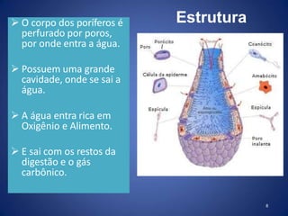  O corpo dos poríferos é
perfurado por poros,
por onde entra a água.
 Possuem uma grande
cavidade, onde se sai a
água.
 A água entra rica em
Oxigênio e Alimento.
 E sai com os restos da
digestão e o gás
carbônico.
8
Estrutura
 