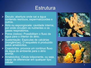  Ósculo: abertura onde sai a água
contendo resíduos, espermatozoides e
outros.
 Átrio ou espongiocele: cavidade interna,
por onde circulam os nutrientes e os
gases respiratórios.
 Poros (óstios): Possibilitam o fluxo de
água para o interior do átrio.
 Sustentação: Espiculas de calcárias
(inorgânicas). O esqueleto é produzido
pelos amebócitos.
 Coanócitos: provoca um continuo fluxo
de água do ambiente para o átrio
animal.
 Amebócitos: Célula totiponente, ou seja,
capaz de diferenciar em qualquer tipo
celular.
9
Estrutura
 