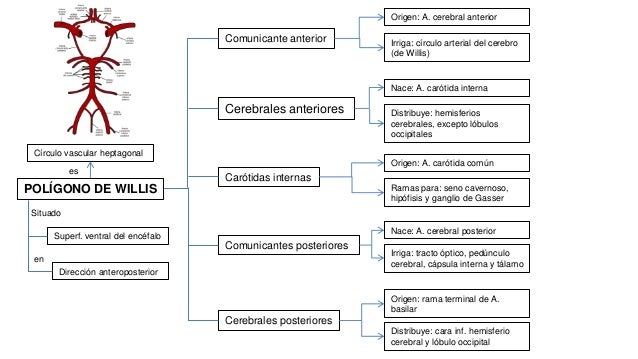 Polígono arterial de Willis