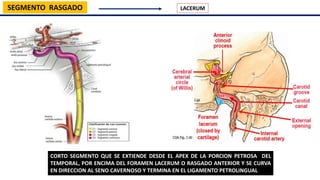 Formane Rasgado POLIGONO DE WILLIS | PPTX