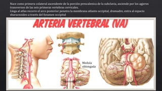 Nace como primera colateral ascendente de la porción prescalenica de la subclavia, asciende por los agjeros
transversos de las seis primeras vertebras cervicales.
Llega al atlas recorre el arco posterior penetra la membrana atlanto occipital, dramadre, entra al espacio
sbaracnoideo a través del foramen occipital
Medula
oblongada
anastomosis
 