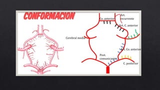 Cerebral media
Co. anterior
Art. C. anterior
Art. Co. anterior
C. posterior
Post.
comunicante
Art.
recurrente
 
