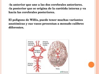 -la anterior que une a las dos cerebrales anteriores. -la posterior que se origina de la carótida interna y va hacia las cerebrales posteriores. El polìgono de Willis, puede tener muchas variantes anatómicas y sus vasos presentan a menudo calibres diferentes. 