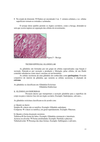 • No estado de distensão      Podem ser encontrado 2 ou 3 estratos celulares, e as células
  superficiais tornam-se estiradas e achatadas.

      O arranjo deste epitélio permite os órgãos cavitários, como a bexiga, distender-se
sem que ocorra ruptura ou separação das células do revestimento.




                                         Figura 5 – Bexiga


              TECIDO EPITELIAL GLANDULAR

       As glândulas são formadas por um grupo de células especializadas cuja função é
secreção. Entende-se por secreção a produção e liberação, pelas células, de um fluido
contendo substâncias como muco, enzimas ou um hormônio.
       As células secretoras de uma glândula são conhecidas como parênquima. O tecido
conjuntivo do interior da glândula, que sustenta as células secretoras, é chamado de
estroma.

As glândulas se classificam em: Glândulas Exócrinas
                                Glândulas Endócrinas

1. GLÂNDULAS EXÓCRINAS
              Possuem ductos que transportam a secreção glandular para a superfície do
corpo ou para o interior (luz) de um órgão cavitário. Exemplo: Sudoríparas, salivares...

As glândulas exócrinas classificam-se de acordo com:

a) Quanto ao ducto:
Simples o ducto não se ramifica. Exemplo: Glândula sudorípara
Composta o ducto se ramifica, em geral repetidamente. Exemplo: Pâncreas.

b) Quanto a forma da porção secretora:
Tubulosa Em forma de tubos. Exemplo: Glândulas estomacais e intestinais.
Acinosa ou alveolar Forma arredondada. Exemplo: Parótida e pâncreas.
Tubuloalveolar Presença das duas formas. Exemplo: Sublinguais e salivares.



                                                                                       13
 