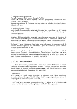 c) Quanto ao produto de secreção:
Serosa Secreta um fluido aquoso. Exemplo: Parótida
Mucosa        Secreta um fluído espesso e viscoso, glicoprotéico denominado muco.
Exemplo: célula caliciforme.
Seromucosas ou mistas      Compostas por uma mistura de unidades secretoras. Exemplo:
glândulas salivares.

d) Quanto ao modo de extrusão:
Merócrinas Nestas glândulas, a secreção é liberada para a superfície livre de vesículas
recobertas por membranas, não resultando em perda de citoplasma. Exemplo: parte
exócrina do pâncreas.

Apócrinas      Nestas glândulas, a secreção e, possivelmente, uma parte do citoplasma da
célula secretora são perdidas para a superfície livre da célula. A parte celular restante, então
regenera a porção perdida. Exemplo: glândulas sudoríparas axilares e glândulas mamárias.

Holócrina    Nestas glândulas, a célula inteira morre e destaca-se formando a secreção da
glândula. As células perdidas são substituídas a partir da divisão das células vizinhas.
Exemplo: glândulas sebáceas da pele.

OBS: Em muitas glândulas exócrinas, existe um tipo especial de célula contrátil ramificada
entre as células secretoras e a membrana basal, chamada célula MIOEPITELIAL. Estas
células contêm miofibrilas e auxiliam na expulsão da secreção do ácino para o interior do
ducto. Exemplo: glândulas mamárias, salivares, sudoríparas.


2. GLÂNDULAS ENDÓCRINAS

       Estas glândulas não possuem ductos e sua secreção verte-se diretamente na corrente
sangüínea, onde será distribuída para todo o corpo. A secreção das glândulas endócrinas
contém substâncias químicas denominadas HORMÔNIOS, que regulam a atividade celular,
normalmente a distância da glândula que lhes deu origem.

Classificam-se:
VESICULAR           Possui grande quantidade de capilares. Suas células arranjam-se
formando vesículas. Exemplo: Tireóide (Figura 6). Neste tipo de glândula o produto de
secreção pode ser armazenado dentro da vesícula.

CORDONAL         As células são arranjadas em cordões. O produto de secreção é elaborado
e armazenado intracelularmente. Exemplo: paratireóides, hipófise, supra renal.




                                                                                             14
 
